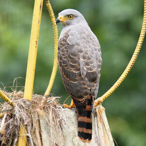 Roadside Hawk