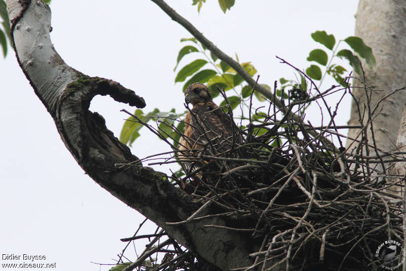 Common Black HawkFirst year, Reproduction-nesting