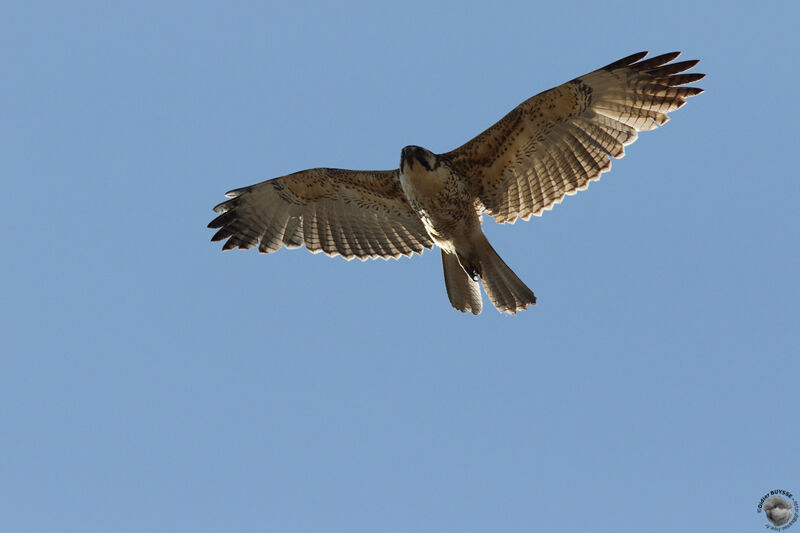 Variable Hawk, Flight