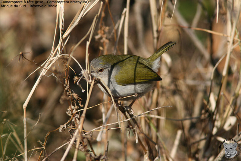 Green-backed Camaroptera, identification
