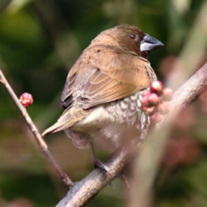 Scaly-breasted Munia
