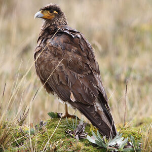 Caracara caronculé