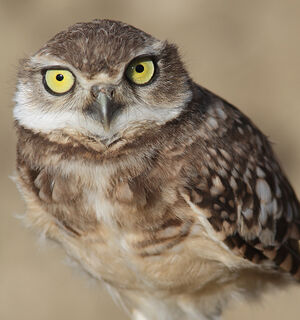 Burrowing Owl