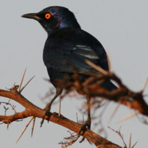 Black-bellied Starling