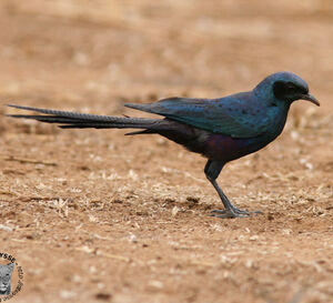 Meves's Starling