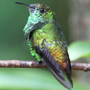 Colibri � t�te cuivr�e