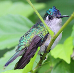 Colibri � t�te violette