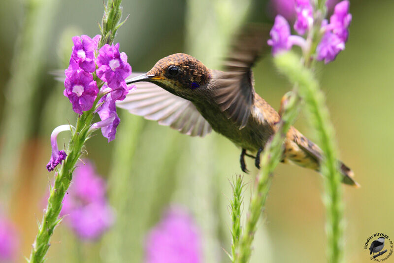 Brown Violetearadult, identification, Flight, feeding habits