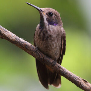 Brown Violetear