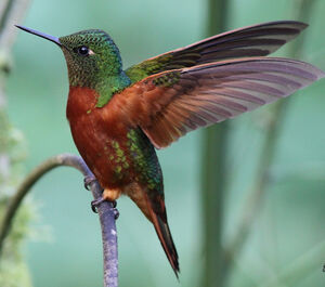 Chestnut-breasted Coronet