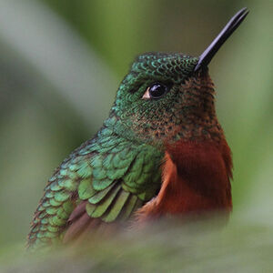 Chestnut-breasted Coronet