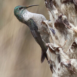 Colibri du Chimborazo