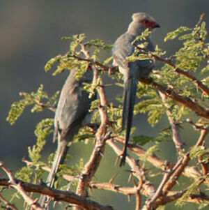Red-faced Mousebird