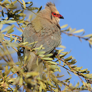 Red-faced Mousebird