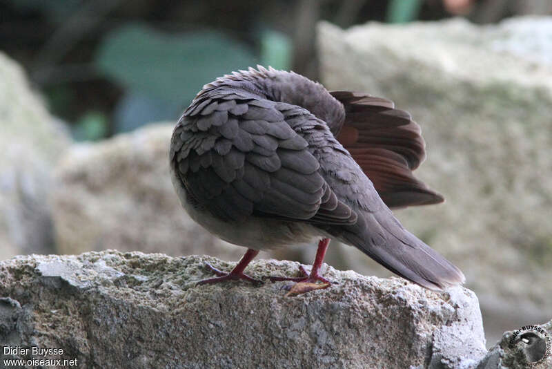 White-tipped Doveadult, care