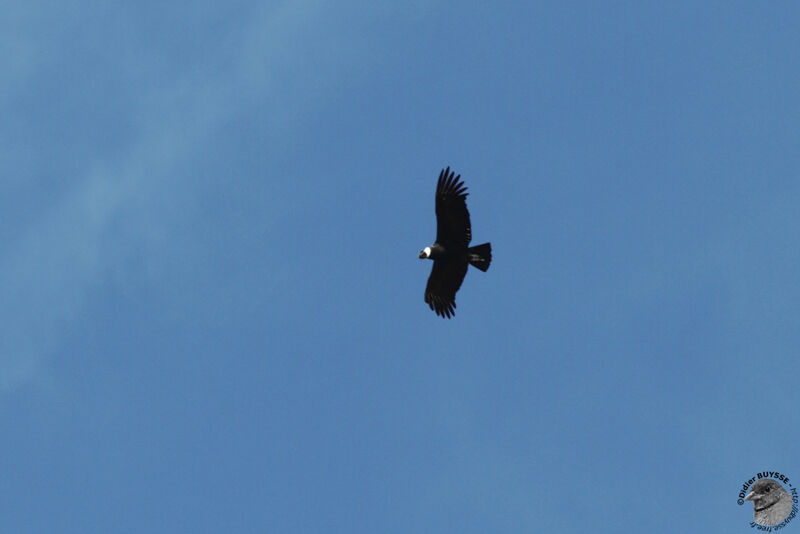 Andean Condor, identification