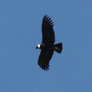 Andean Condor