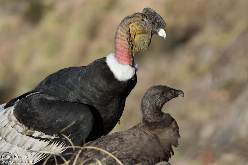 Condor des Andes femelle adulte, portrait