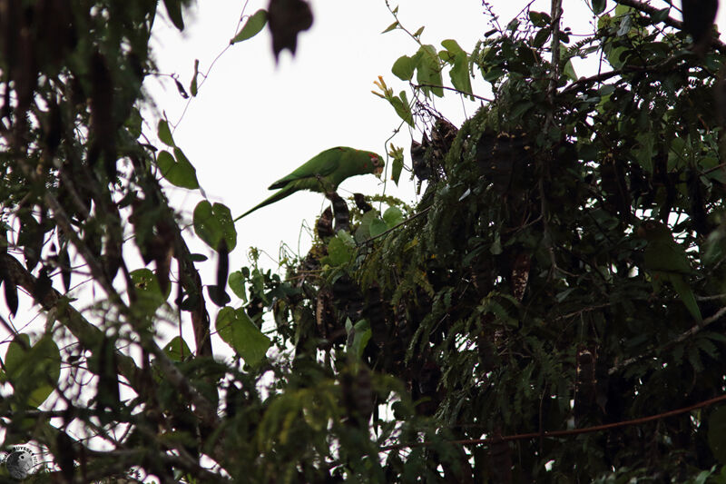 Cuban Parakeetadult, habitat