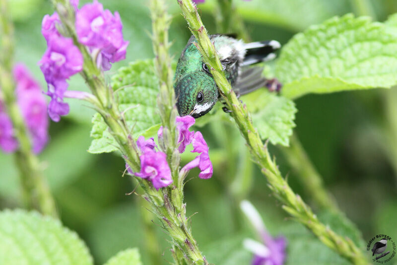 Green Thorntail female adult, identification, feeding habits