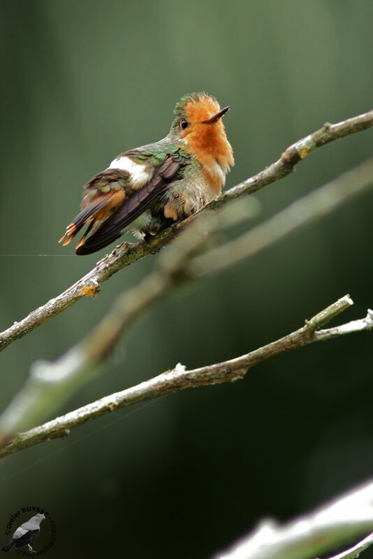 Rufous-crested Coquette female adult, identification