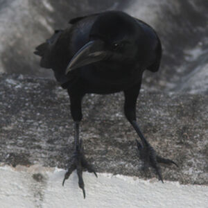 Large-billed Crow
