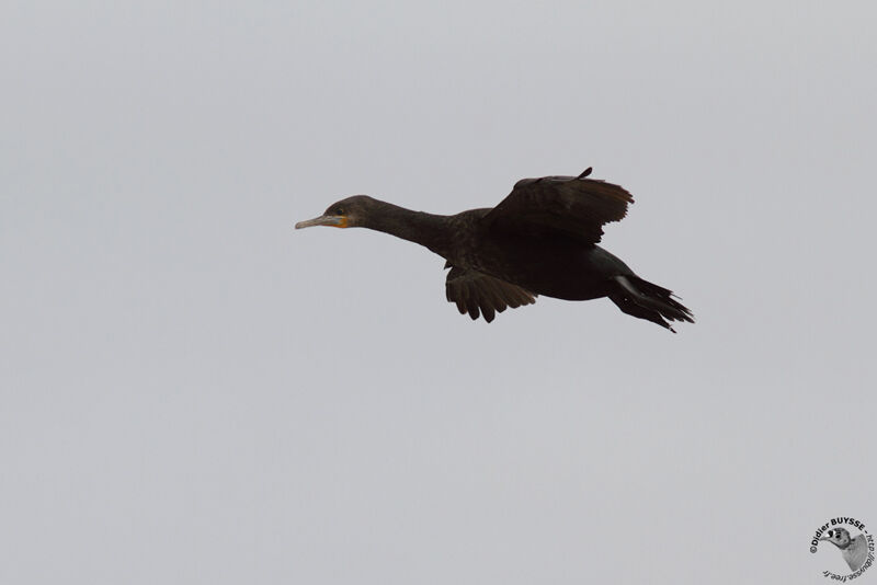 Cape Cormorantimmature, Flight