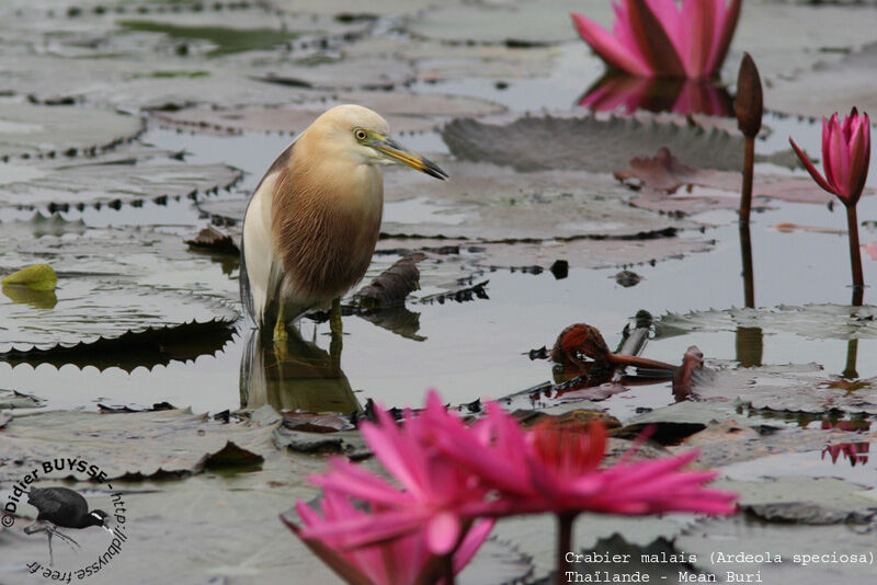 Javan Pond Heronadult breeding