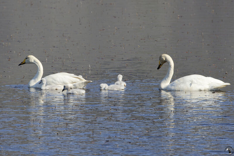 Whooper Swan, swimming, Reproduction-nesting