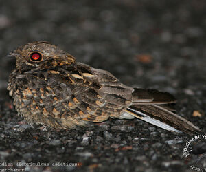 Indian Nightjar
