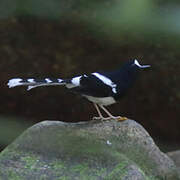 White-crowned Forktail