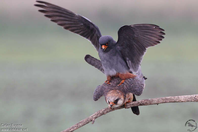 Red-footed Falconadult breeding, mating., Behaviour