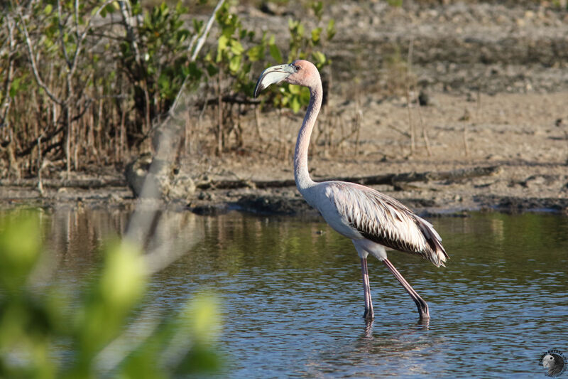 American Flamingoimmature, identification, walking
