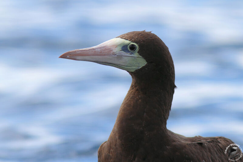 Brown Booby, identification