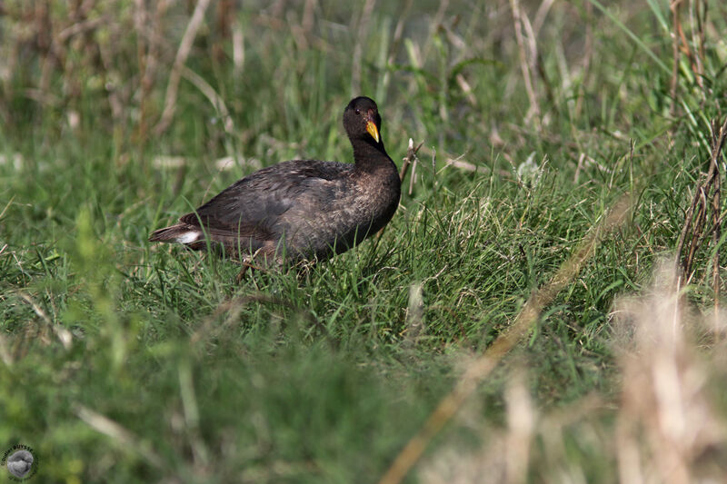 Red-fronted Cootadult, habitat