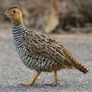 Francolin coqui