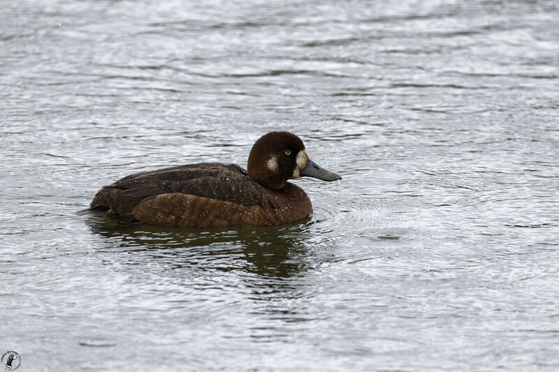 Greater Scaup female adult