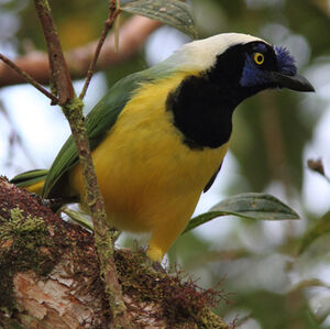 Inca Jay