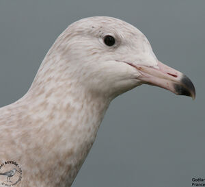 Glaucous Gull