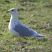 Iceland Gull (kumlieni)