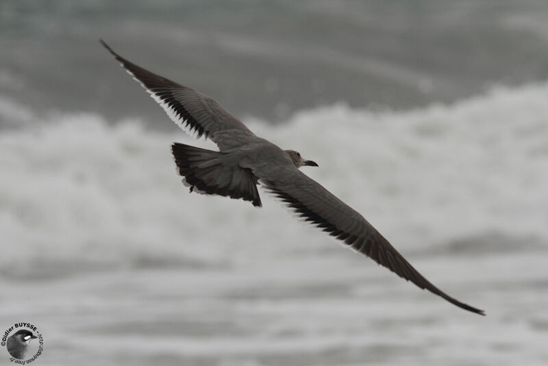 Grey Gull, Flight