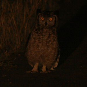 Spotted Eagle-Owl