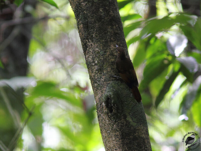 Tawny-winged Woodcreeper, identification