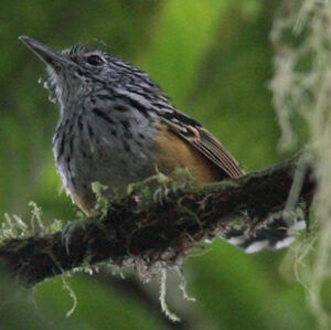 Long-tailed Antbird