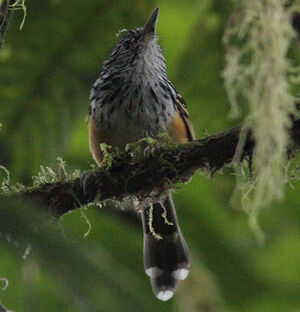 Long-tailed Antbird