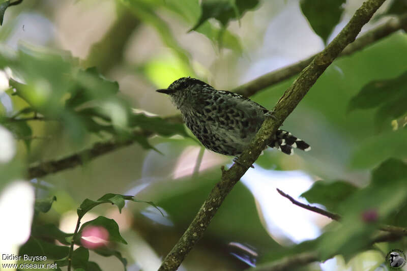 Scaled Antbird male adult, identification