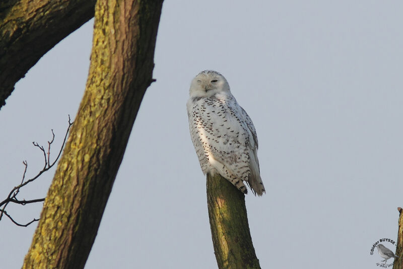 Snowy Owl female adult, identification