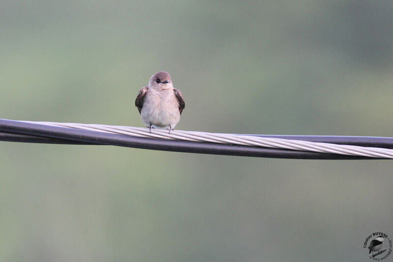 Northern Rough-winged Swallow, identification