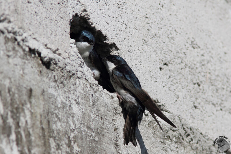 Blue-and-white Swallow adult, identification, Reproduction-nesting