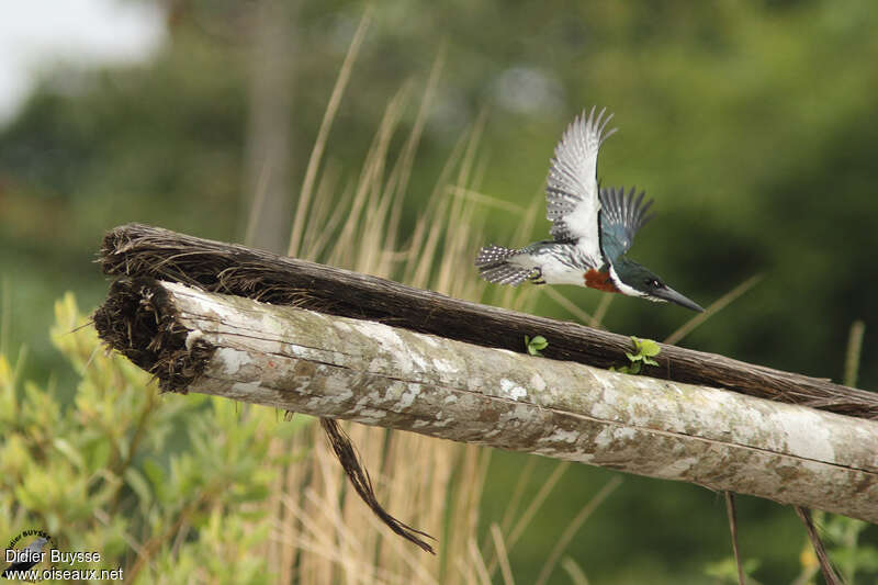 Amazon Kingfisher male adult, pigmentation, Flight